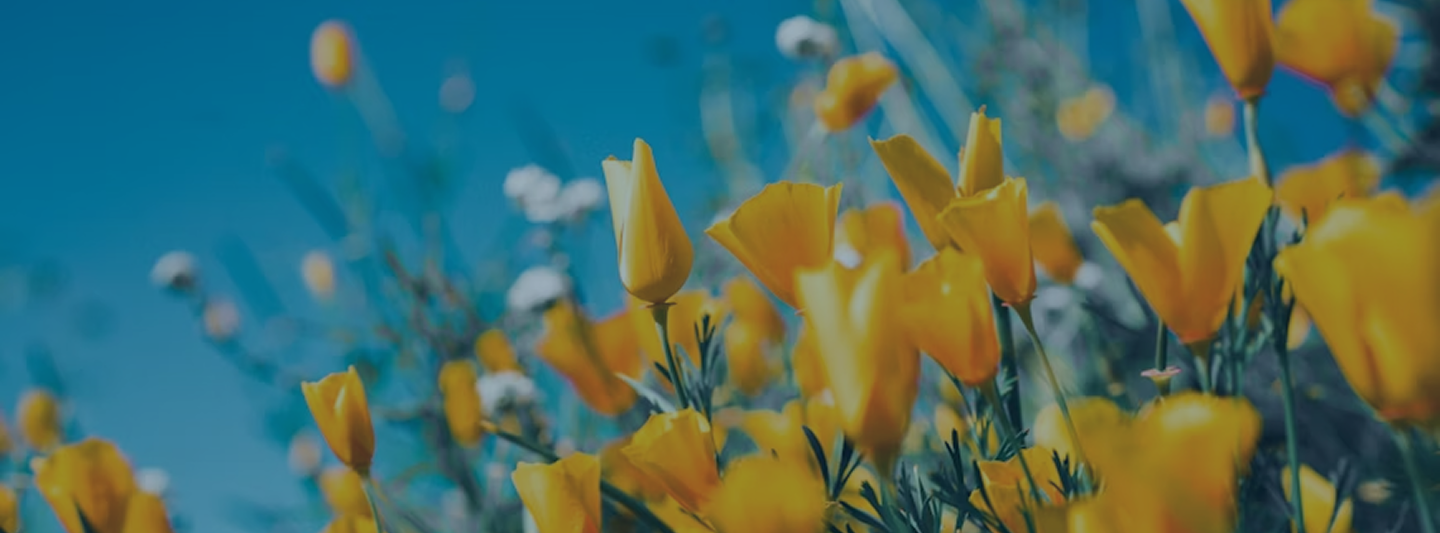 Newsletter Background